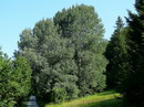 صنوبر لرزان